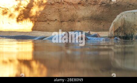 Hippo nage dans la rivière le soir. Face vers le haut Banque D'Images