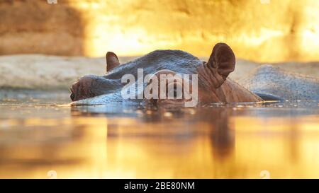 Hippo nage dans la rivière le soir. Face vers le haut Banque D'Images