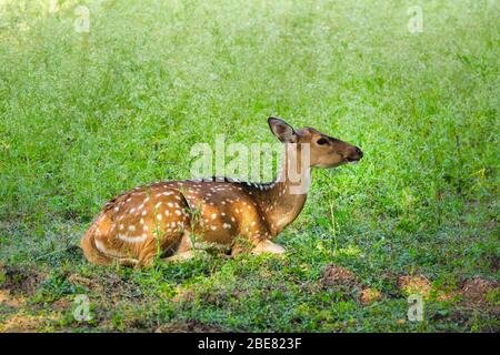 Magnifique cerf chital ou tacheté de jeunes femmes dans le parc national de Ranthambore, Rajasthan, Inde Banque D'Images