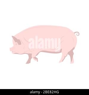 Porc rose domestique. Illustration vectorielle isolée sur fond blanc Illustration de Vecteur
