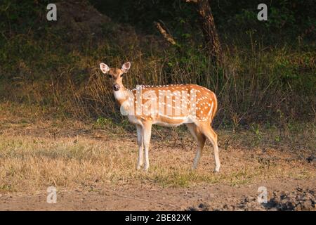 Jeunes femelles de cerf chital ou de cerf tacheté dans le parc national de Ranthambore. Rajasthan, Inde Banque D'Images