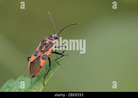 Macro gros plan d'un pompier (Pyrrhocoris apterus) sur une feuille verte dans la nature Banque D'Images