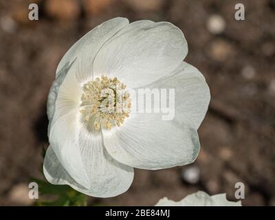 Gros plan sur une fleur d'Anemone de Caan blanc pur Banque D'Images