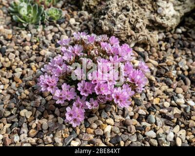Une vue rapprochée d'une variété Armeria juniperifolia Bevans montrant les fleurs roses pâle Banque D'Images