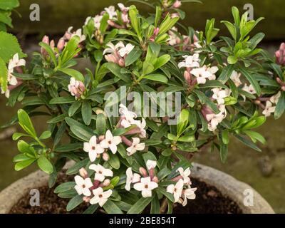 Une jeune plante à fleurs de Daphne x transatlantique parfum éternel Banque D'Images