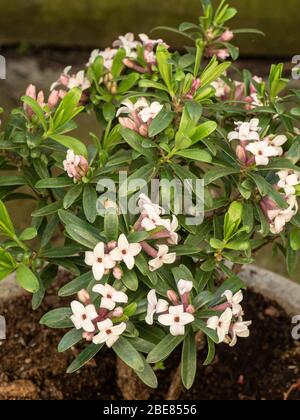 Une jeune plante à fleurs de Daphne x transatlantique parfum éternel Banque D'Images