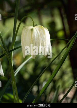 Une fleur de la forme blanche de Fritillaria meleagris - la frégate de tête du serpent Banque D'Images