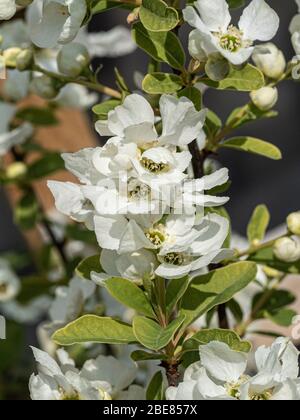 Gros plan sur un groupe de fleurs de l'arbuste Exochorda grandiflora Niagara Banque D'Images