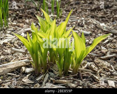 Le soleil du matin brillant les nouvelles feuilles émergés du lever du soleil chinois Hosta Banque D'Images