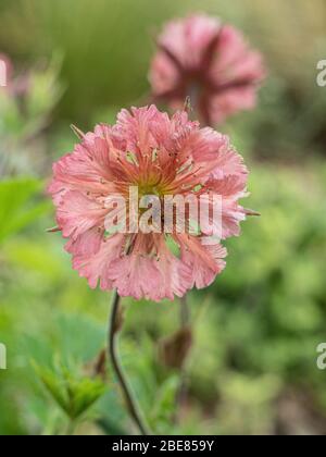 Gros plan sur la délicate fleur rose pâle de la banque Geum Bell Banque D'Images