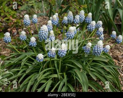 Une croupe de la Dame de montagne Muscari de la jacinthe de raisin en pleine fleur Banque D'Images