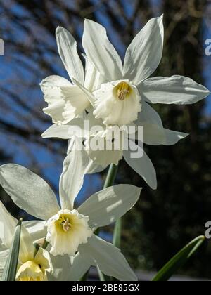 Une vue rapprochée des fleurs blanches pures fleurit os Narcisse Thalia contre un ciel bleu Banque D'Images