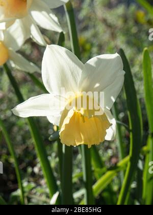 Une fleur blanche et jaune de Narcisse Katie Heath Banque D'Images