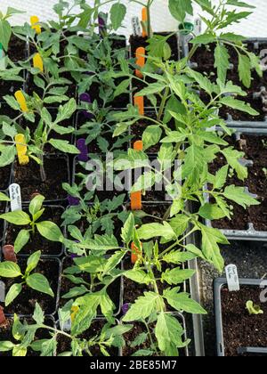 Un groupe de jeunes plants de tomates et de poivre qui poussent dans des pots dans une serre Banque D'Images