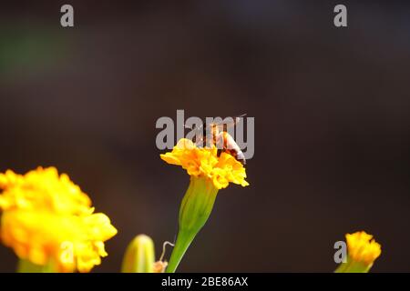 Gros plan sur l'abeille géante (APIs dorsata) qui recueille du miel de la fleur de marigold jaune en été, image de miel Banque D'Images