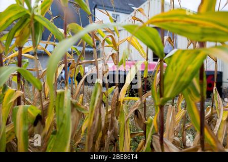 Le maïs biologique est cultivé pour la production locale près de la ville d'Etel, dans l'ouest de la France. Banque D'Images