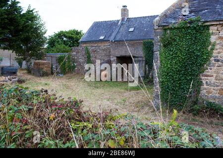 Le maïs biologique est cultivé pour la production locale près de la ville d'Etel, dans l'ouest de la France. Banque D'Images