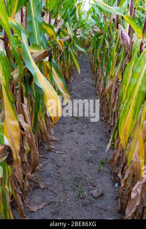 Le maïs biologique est cultivé pour la production locale près de la ville d'Etel, dans l'ouest de la France. Banque D'Images