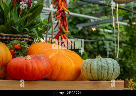 Trois grandes citrouilles rayées orange mûres qui récoltent une récolte agricole. Légumes frais de citrouille, ensemble de variétés différentes, gourde, courge. Végétalien et V. Banque D'Images