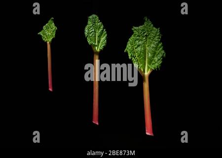 Rhubarbe forcée dans un studio installé avec fond noir. Trois tailles de rhubarbe. Feuilles et tiges. Espace de copie Banque D'Images