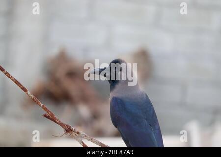 gros plan sur le corbeau de la maison assis dans la nature, fond d'oiseau noir Banque D'Images