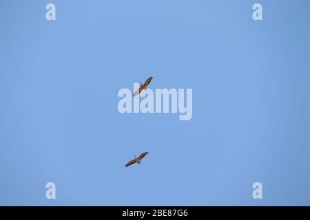 Photo de deux Stork peints volant dans le ciel bleu, fond d'oiseaux Banque D'Images