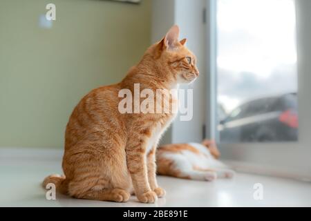 Le chat tabby à œil vert est assis sur le plancher blanc et regarde dehors par la porte en verre. Fond vert Banque D'Images