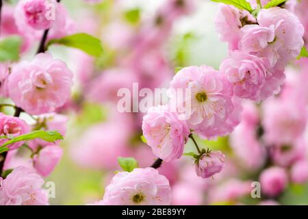 Vous êtes si beau. Arbre en fleurs Sakura., fond floral naturel. Belles fleurs printanières. Fleur d'arbre rose. Nouveau début de vie. Croissance de la nature et réveil. Journée des femmes. Vacances de fête des mères. Banque D'Images