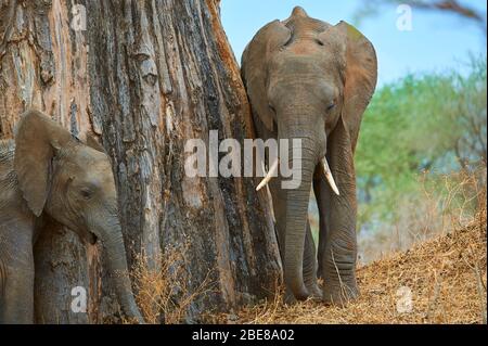 Éléphant, frottant sur un arbre Banque D'Images