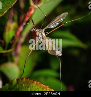 Cranefly Banque D'Images