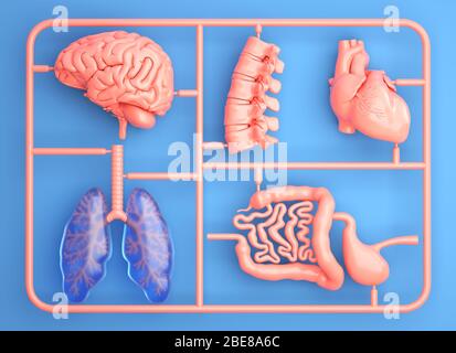 Kit modèle avec organes internes de rechange. Illustration tridimensionnelle Banque D'Images