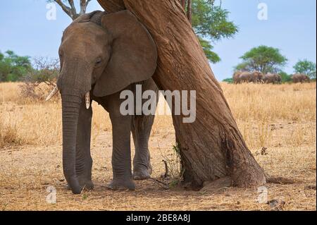 Éléphant, frottant sur un arbre Banque D'Images