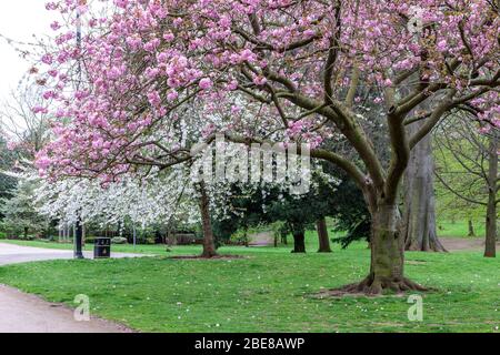 Northampton, Royaume-Uni. 13 avril 2020. Météo britannique. Un lundi de Pâques venteux à Abington Park avec la cerise Kanzan. prunus Kanzan fleurira la journée en marchant dans le parc, crédit: Keith J Smith./Alay Live News Banque D'Images