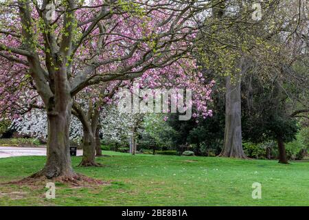 Northampton, Royaume-Uni. 13 avril 2020. Météo britannique. Un lundi de Pâques venteux à Abington Park avec la cerise Kanzan. prunus Kanzan fleurira la journée en marchant dans le parc, crédit: Keith J Smith./Alay Live News Banque D'Images