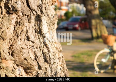 Écorce de Knobbly arbre de l'arbre américain Sycamore Banque D'Images