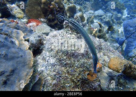 Une photo sous-marine d'un poisson de trumpetfish, Aulostomus maculatus, également connu sous le nom de trompettes de l'Atlantique Ouest, est un poisson corsé avec une uptur Banque D'Images