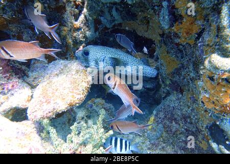 Des pufferfish (Tetraodontidae) se cachant des prédateurs entre les coraux, le long d'un grand écureuil (Holocertridae). Banque D'Images