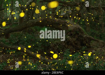 Vol lucicole abstrait et bokeh dans la forêt sauvage. Lucioles Lampyridae volantes dans la forêt la nuit en Bulgarie. Banque D'Images