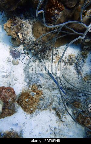 Une photo sous-marine d'un poisson de trumpetfish, Aulostomus maculatus, également connu sous le nom de trompettes de l'Atlantique Ouest, est un poisson corsé avec une uptur Banque D'Images