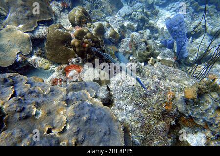 Une photo sous-marine d'un poisson de trumpetfish, Aulostomus maculatus, également connu sous le nom de trompettes de l'Atlantique Ouest, est un poisson corsé avec une uptur Banque D'Images