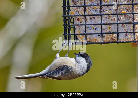 Chickadee à capuchon noir (Poecile arricapillus) se nourrissant de suet, Cherry Hill, Nouvelle-Écosse, Canada Banque D'Images