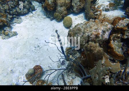 Une photo sous-marine d'un poisson de trumpetfish, Aulostomus maculatus, également connu sous le nom de trompettes de l'Atlantique Ouest, est un poisson corsé avec une uptur Banque D'Images