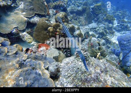 Une photo sous-marine d'un poisson de trumpetfish, Aulostomus maculatus, également connu sous le nom de trompettes de l'Atlantique Ouest, est un poisson corsé avec une uptur Banque D'Images