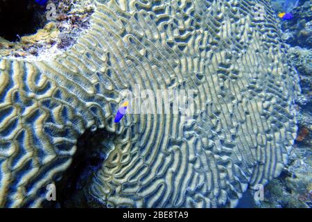 Une photo sous-marine de corail. Les coraux sont des invertébrés marins de la classe Anthozoa du phylum Cnidaria. Ils vivent généralement dans la colonie compacte Banque D'Images