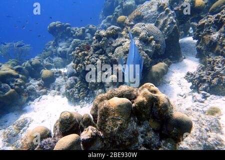 Photo sous-marine d'un poisson perrogé nageant autour de la roche et des récifs coralliens dans l'océan. Le poisson-perrotope est un groupe coloré d'espèces marines (95) fou Banque D'Images