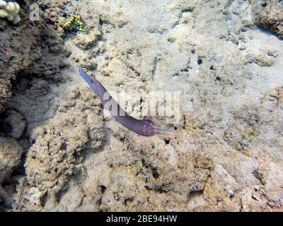 Une photo sous-marine d'un poisson de trumpetfish, Aulostomus maculatus, également connu sous le nom de trompettes de l'Atlantique Ouest, est un poisson corsé avec une uptur Banque D'Images