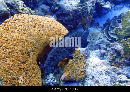 Une photo sous-marine d'un mérou noir (Mycteroperca bonaci) qui est l'un des plus connus du grand groupe de poissons périformes appelés mérous. Othe Banque D'Images