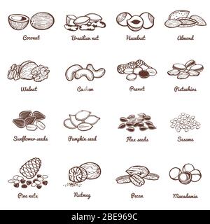 Icônes vectorielles de graines et d'écrous comestibles. Ensemble de protéines alimentaires saines de noix d'amandes et d'arachide, noix d'illustration biologique Illustration de Vecteur