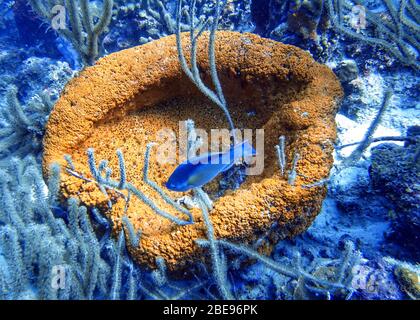 Photo sous-marine d'un poisson perrogé nageant autour de la roche et des récifs coralliens dans l'océan. Le poisson-perrotope est un groupe coloré d'espèces marines (95) fou Banque D'Images