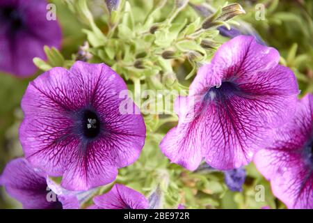 Pétunia pétunia hybrida coloré fleurs Fleuries Fleuries avec des pétunias multicolores. Banque D'Images
